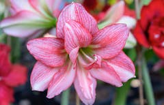 A single triped pink amaryllis blossom