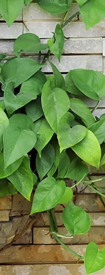 A lush, lively outdoor plant climbs a stone wall