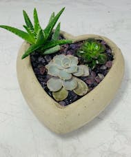 Valentine Succulent Planter