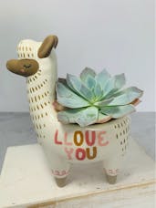 Lovely Little Llama
