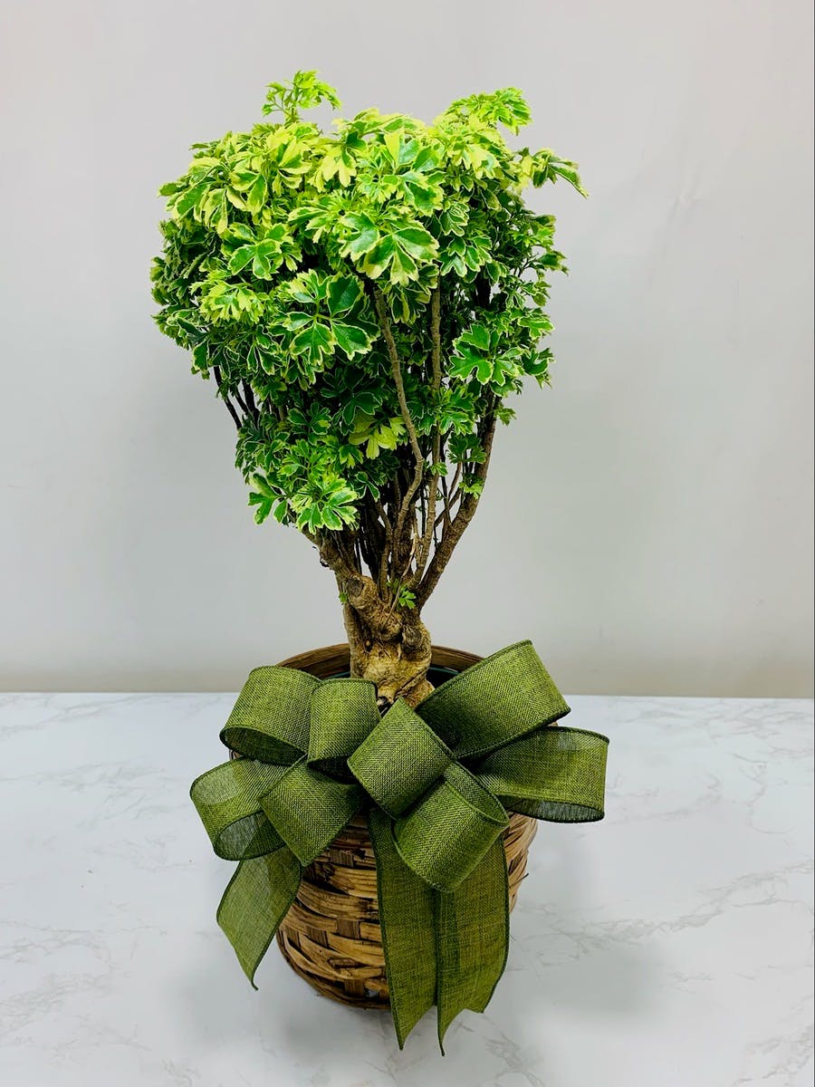 Ming Aralia Gold | DFW (TX) Plant Delivery | Bice's Florist