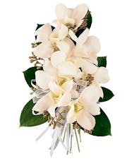 White Dendrobium Corsage