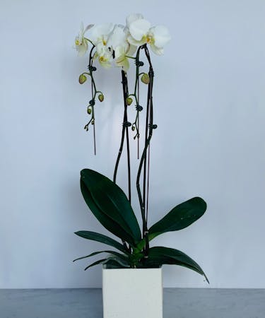 Phaleonopsis Orchid