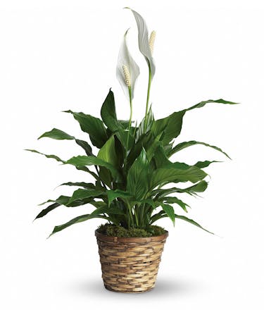 Blooming Peace Lily