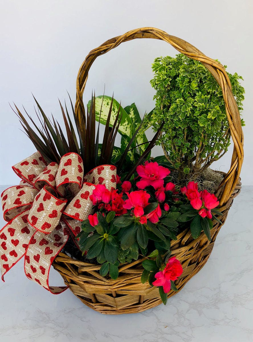Valentine Blooming Plant BasketFort Worth Flower Shop